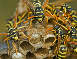 Say Goodbye to Your Wasp Problem: A Guide to Safe Wasp Nest Removal